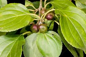 Attēlu rezultāti vaicājumam “Rhamnus cathartica”