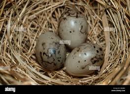 Attēlu rezultāti vaicājumam “Emberiza schoeniclus eggs”