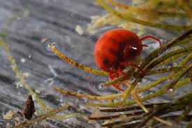 Attēlu rezultāti vaicājumam “Hydrachna”