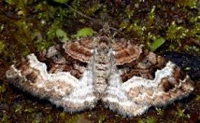 Attēlu rezultāti vaicājumam “Xanthorhoe biriviata”