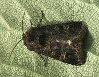 Attēlu rezultāti vaicājumam “Tholera cespitis”