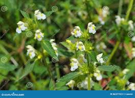 Image result for Galeopsis segetum
