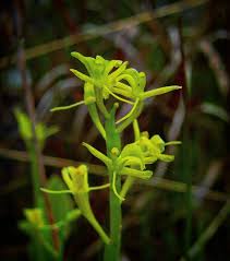 Attēlu rezultāti vaicājumam “Liparis loeselii flower”
