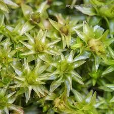 Attēlu rezultāti vaicājumam “Dichodontium pellucidum macro”