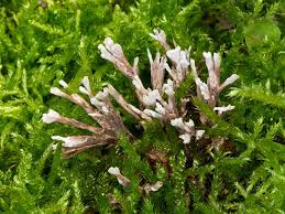 Attēlu rezultāti vaicājumam “Thelephora palmata”