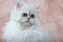 Persian Cat Breed | Overview &amp; History