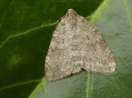 Attēlu rezultāti vaicājumam “Epirrita sp.”