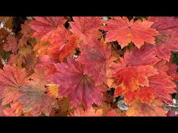 Attēlu rezultāti vaicājumam “Acer pseudosieboldianum”