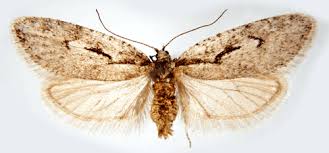 Attēlu rezultāti vaicājumam “Semioscopis oculella”