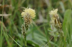 Attēlu rezultāti vaicājumam “Carex caryophyllea flower”