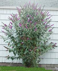 Image result for Buddleja davidii