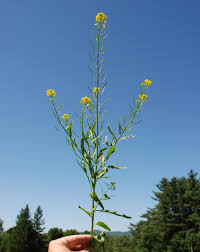Attēlu rezultāti vaicājumam “Erysimum cheiranthoides flower”