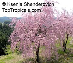 Attēlu rezultāti vaicājumam “Prunus (sakura)”