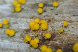 Attēlu rezultāti vaicājumam “Hymenoscyphus imberbis”