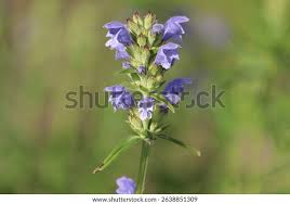 Attēlu rezultāti vaicājumam “Dracocephalum ruyschiana fruit”