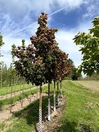 Attēlu rezultāti vaicājumam “Acer pseudoplatanus”