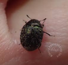 Attēlu rezultāti vaicājumam “Byrrhidae”