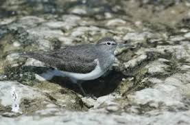 Attēlu rezultāti vaicājumam “Actitis hypoleucos adult”