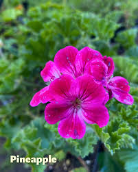 Attēlu rezultāti vaicājumam “Geranium palustre fruit”