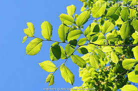 Attēlu rezultāti vaicājumam “Ulmus glabra leaf”