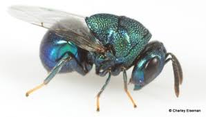 Attēlu rezultāti vaicājumam “Diprionidae cocoon”