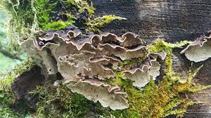 Attēlu rezultāti vaicājumam “Dentipellis fragilis”