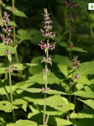 Attēlu rezultāti vaicājumam “Stachys sylvatica flower”