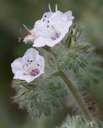 Attēlu rezultāti vaicājumam “Hydrophyllaceae”