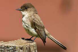 Image result for Sayornis phoebe