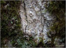 Attēlu rezultāti vaicājumam “Lecanactis abietina”