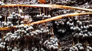 Attēlu rezultāti vaicājumam “Badhamia utricularis young”