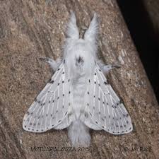 Attēlu rezultāti vaicājumam “Cribraria intricata macro”