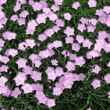 Image result for Dianthus gratianopolitanus