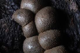 Attēlu rezultāti vaicājumam “Lycogala maculatum sessile”