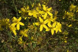Image result for Hypericum perforatum