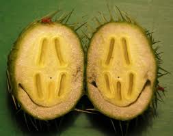 Attēlu rezultāti vaicājumam “Echinocystis lobata fruit”