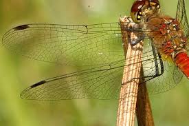 Attēlu rezultāti vaicājumam “Sympetrum sanguineum”