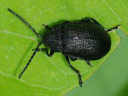 Attēlu rezultāti vaicājumam “Galeruca tanaceti”