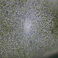 Attēlu rezultāti vaicājumam “Enteromorpha sp.”