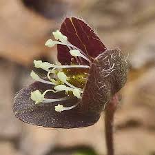 Attēlu rezultāti vaicājumam “Hepatica nobilis bud”