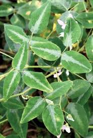 Attēlu rezultāti vaicājumam “Cnidium dubium leaf”