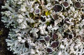 Attēlu rezultāti vaicājumam “Physcia adscendens”