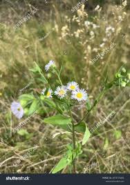 Attēlu rezultāti vaicājumam “Erigeron annuus”
