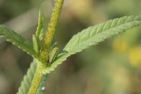 Attēlu rezultāti vaicājumam “Rhinanthus serotinus”