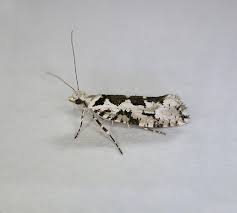 Attēlu rezultāti vaicājumam “Ypsolopha sequella”