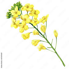 Attēlu rezultāti vaicājumam “Brassica napus flower”