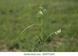 Attēlu rezultāti vaicājumam “Vicia hirsuta bud”