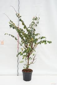 Attēlu rezultāti vaicājumam “Ulmus minor f. suberosa”