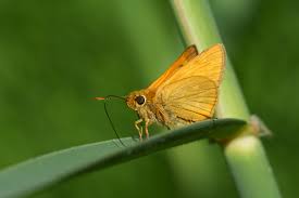 Attēlu rezultāti vaicājumam “Ochlodes sylvanus underside”