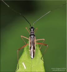 Attēlu rezultāti vaicājumam “Collaria sp.”